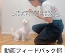 愛犬との暮らしを楽にする提案します 思い悩んでしまう前に一度相談しませんか？ イメージ2