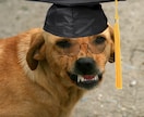 ブログで使える犬のフリー画像50枚を集めます 様々なシチュエーションに対応!!可笑しい!可愛い!!犬の画像 イメージ5