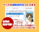 ペット様のお写真からパロディ運転免許証を作ります 細かな項目全てご指定可！ステッカーでお届け・プラカード有 イメージ1