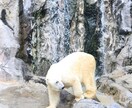 動物写真がうまくなりたい方へ教えます 基本的なカメラの設定をレクチャーします イメージ1