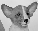 猫、犬等ペットの似顔絵をモノクロでリアルに描きます 鉛筆画、パステルなどで白黒の小動物を写真のように描きます イメージ9