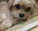どんなお話しもお聞きします 「おしゃべりパートナー」あなたのお話し是非聞かせて下さい イメージ1