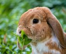 大切なペットの気持ちを詳細にお伝えします 【6/30まで割引中】大切なペットさんの気持ちを知りたい方♡ イメージ3