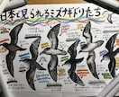 海洋生物のイラスト描きます 小さな魚から大きなクジラまで、種類色々お任せください！ イメージ6