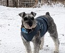 わんこやにゃんこの気持ちを占います あなたの愛犬愛猫の気持ちをタロットに聞いてみませんか? イメージ3