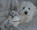 生き物探し。可能性ピックアップします 遠隔透視による生き物（人間以外）のお手伝い 最大45分 イメージ2