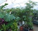 植物全般のお悩み相談、技術指導、承ります 観葉植物、お花、植木、育成、植え込み、デザイン、何でもOK イメージ4
