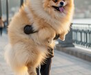 あなたのペット写真が動き出します 大切なペットの写真がまるで生きているように イメージ18