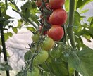 小さな菜園・畑の野菜栽培のお悩み相談をお受けします 1500坪のひだまりファームの経験から野菜作りをサポート イメージ5