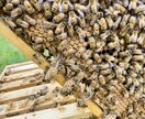 養蜂に挑戦したい！！西洋蜜蜂☆自然養蜂教えます 養蜂の始め方、副業にしたい方、蜜蜂や蜂蜜が好きな方☆ イメージ5