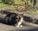 あなたの話し相手になります あなたの話し相手になり後悔させません。 イメージ1