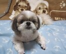 ペットの気持ちをルノルマンカードでお伝えします 日常的などうして？疑問、気持ちなど質問3つまで占います。 イメージ1