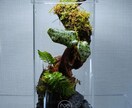 パルダリウム・テラリウム・苔リウムを作成します パルダリウム・テラリウム・苔リウムを作成します。 イメージ3