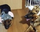 愛犬の成長過程のお悩みアドバイスします 初めて犬を家族としてお迎えされた方。☆★プロがサポート☆★ イメージ2