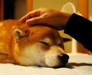 朝弱OLがおやすみコールいたします 〜朝が苦手なあなたのために全力寝かしつけ実施中〜 イメージ1