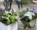 花壇・寄せ植えの植栽デザイン提案します 写真を基に､完成イメージ付きで分かりやすく提案 イメージ4