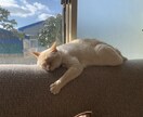 猫の悩み聞きます ご家族で野良猫に入れ込んでいて手に負えない方必見 イメージ1