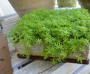 ベランダガーデニングのデザインをお手伝いします ベランダガーデニングの楽しみ方や注意点をアドバイス致します。 イメージ10