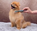 愛犬のお手入れ、躾アドバイス致します 愛犬のお世話、お手入れ、カット、躾アドバイス致します。 イメージ1