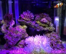 海水水槽、サンゴの飼育の初めての方、教えます 海水魚のお悩み相談⭐︎ネットに書いてない事もサポート！ イメージ1