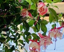 作れない方貴方の代わりに寄せ植えを作ります お庭や玄関を寄せ植えで華やかにしませんか。 イメージ10