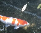 好きな人の気持ち占います あなたが不安に思っていること、占います！ イメージ1