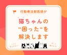 行動専門獣医師が猫の"困った行動"を解決します ★出品記念の為、初回5名まで最低価格でお受けします★ イメージ1