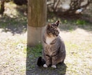 横浜でペット撮影　いつもの自然な姿を写真に残します お散歩中の自然な表情をやさしく撮影します。 イメージ3