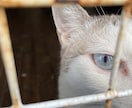 じっとみつめてます 猫好きがあなたに癒しを与えます。動物写真多めです。 イメージ1