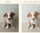 愛犬写真、プロの手仕事で美しく修復、レタッチします イラストではなく本物の写真のまま残したい方へ イメージ4