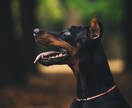 思い出を形に残すペット撮影致します プロ品質で愛犬・愛猫の一瞬を美しく イメージ2
