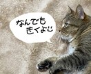 お悩み愚痴雑談なんでも聞きます お気軽にどうぞ。暇つぶしでも構いません！ イメージ1