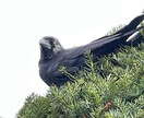 メンタル・発達の方の就活サポートします 就活・今の職場の不安やグチから、現実的なアドバイスOK イメージ1
