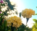 魅せる写真を作ります 自分の撮った写真を綺麗に見せたい方へ イメージ3