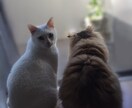 あなたのお話をじっくり伺い、タロットで鑑定します 話しながら、今のあなたに必要なメッセージをお伝えします。 イメージ1