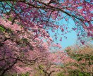 桜の写真を提供いたします 沖縄に咲く桜（ソメイヨシノ）と空のコラボレーション イメージ2