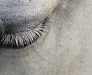 ペットヒーリングいたします 貴方の可愛がっている大切なペットへ癒しの時間を!! イメージ2