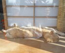 まずは現状維持！！ちょっとだけお供します 自称「プロの引きこもり」と一緒に先ずは明日を迎えませんか。 イメージ2