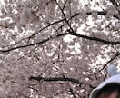 都内·関東近郊の桜·紅葉スポット教えます 穴場·おすすめの目的に合わせた場所を感想交えて紹介します イメージ1