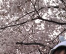 都内·関東近郊の桜·紅葉スポット教えます 穴場·おすすめの目的に合わせた場所を感想交えて紹介します イメージ1