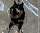 ペットやお子様の写真をアクリル製品に加工します お気に入りの写真データを頂ければレイアウト〜加工までおまかせ イメージ3
