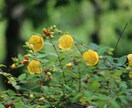 写真提供します あなただけの写真世界へ行こう！ イメージ1