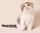 お子様向けのプレゼントや好きなブランド紹介します 初めてなので分からないことだらけですがなんでも聞いてください イメージ1