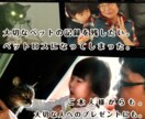 虹の橋を渡ったペット "想い出動画" つくります 「ありがとう。」　心に寄り添うナレーション。 イメージ3