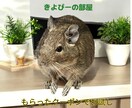 犬猫小動物魚｜生き物好きの相談や自慢話を聴きます 幅広い飼育経験と保護経験でペットと飼い主をサポート イメージ1