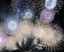 打上花火の写真【先着5名】5→10枚提供します 商用利用・加工OK！　買い切りで何度も使えます！ イメージ2