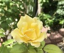 オラクルカードをそのまま伝えます 癒しの波動の中で今気になることへのヒント&新たな視点をどうぞ イメージ2