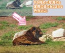 写真の曇り空を晴れにしたり、障害物消したりできます 専用ソフトでしっかり修整、失敗写真も実物以上の仕上がりに イメージ6