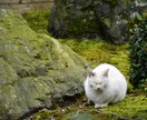 お好きなイメージの写真素材、一眼レフで、できる限り足で稼いで撮ってきます！ イメージ3