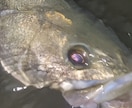メーカーの現役テスターが釣りのお悩み解決致します メインは人気魚種シーバス、ヒラメの釣り方になります イメージ4
